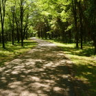 Colorful Sunlit Forest Path with Flowers and Trees