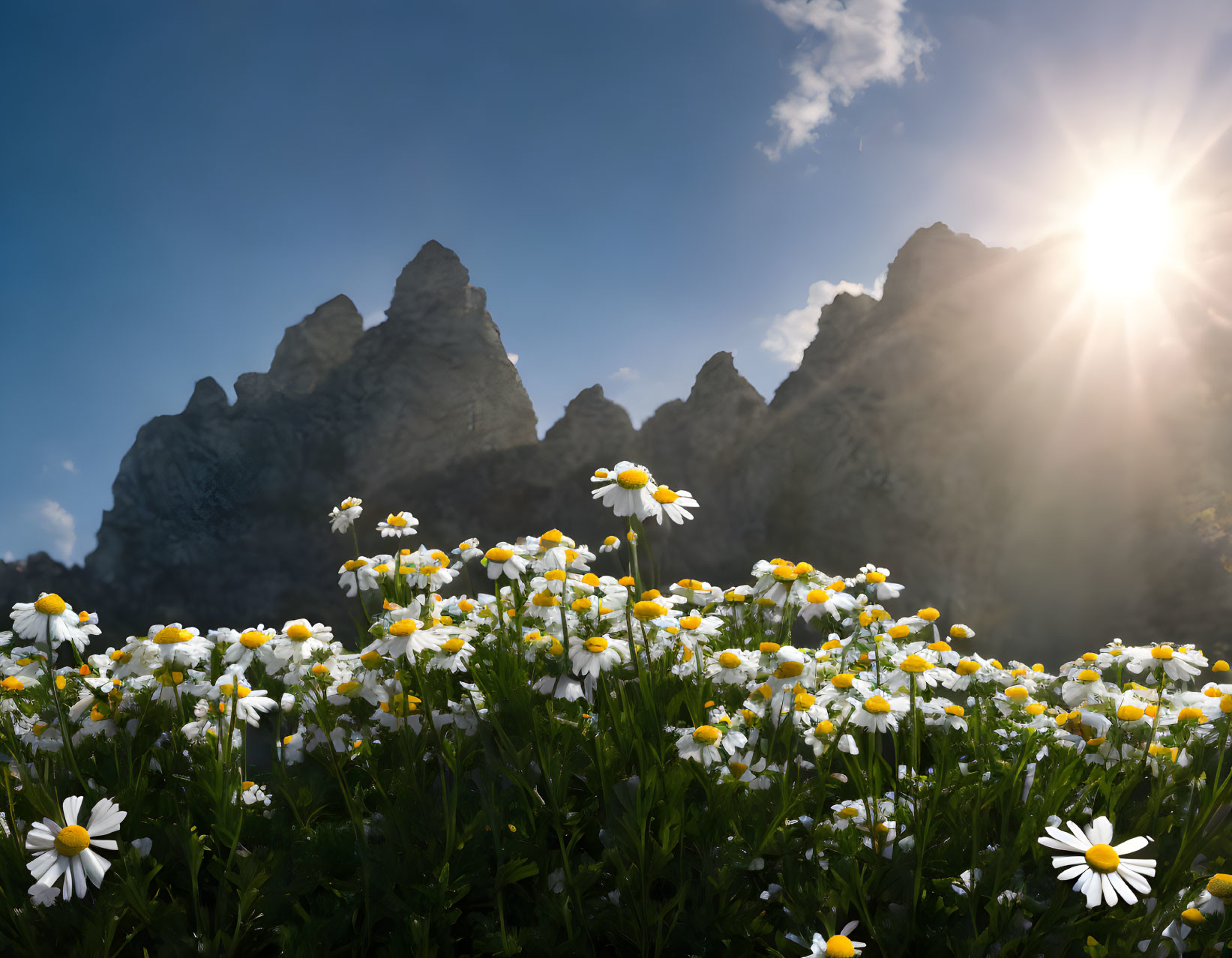 Scenic landscape with white and yellow daisies and mountain peaks