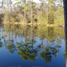 Serene enchanted forest with lake, flowers, trees, and mystical lights