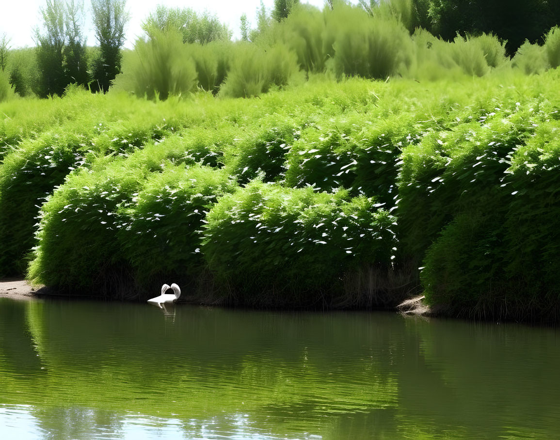 Tranquil lake scene with swan, lush green bushes, and soft light