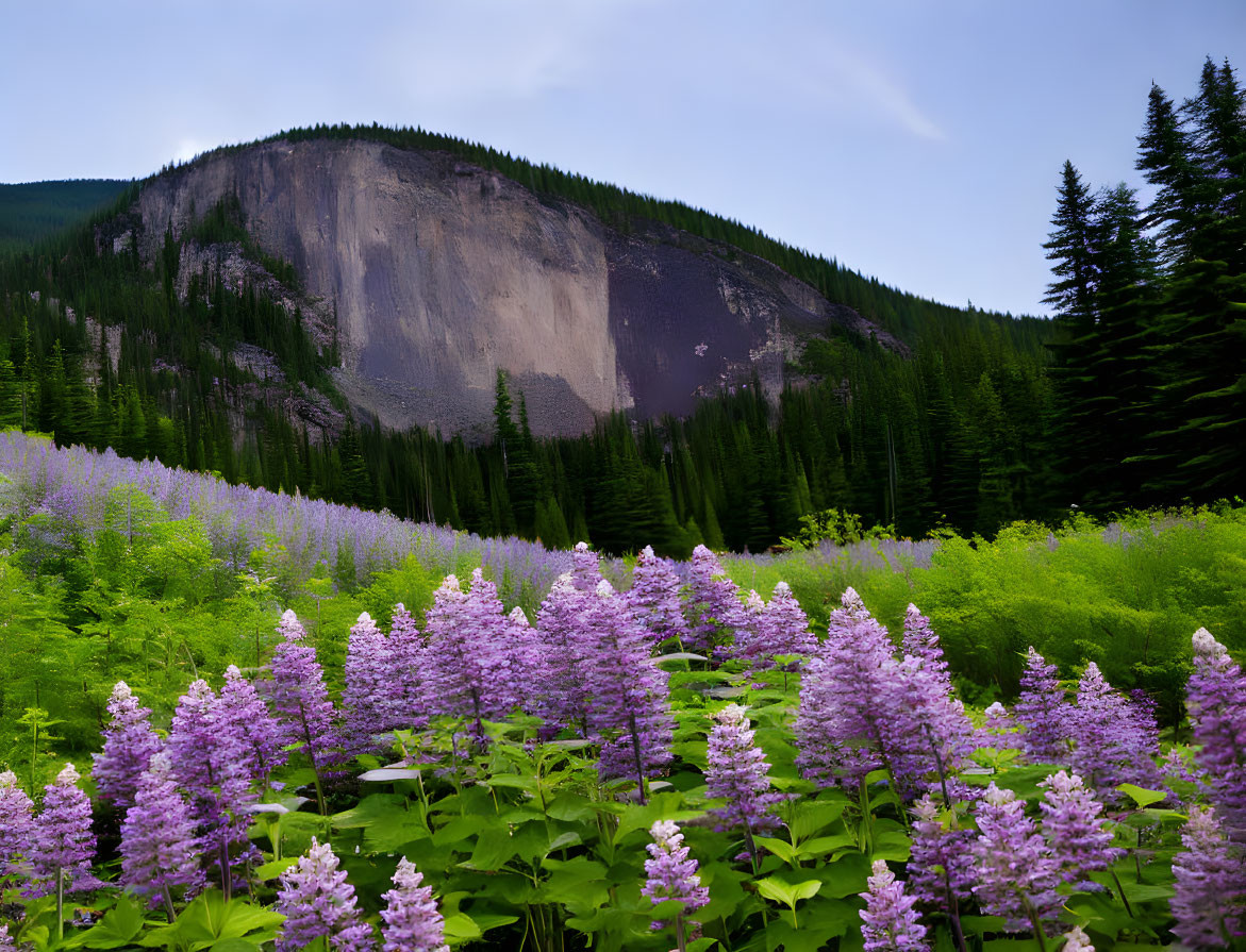 Purple lupine flowers in lush field against tree-lined cliff under blue sky