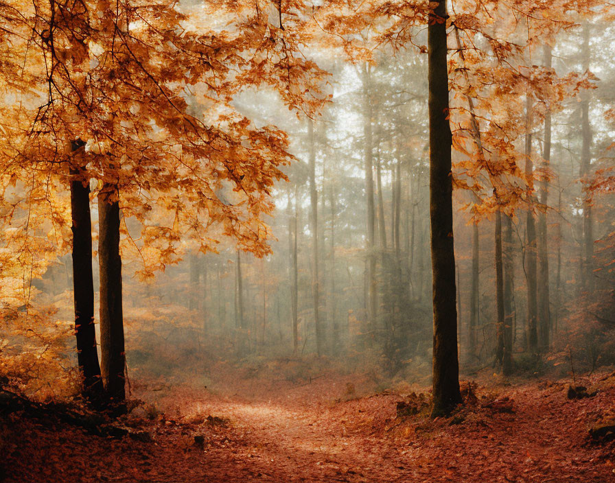 Golden Leaves and Sunlight in Misty Autumn Forest