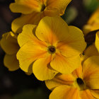 Bright Yellow Flowers with Dewdrops on Petals Against Dark Raindrop-Sprinkled Backdrop