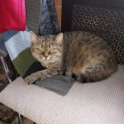 Tabby cat lounging on cosmic-patterned cushion in luxurious setting