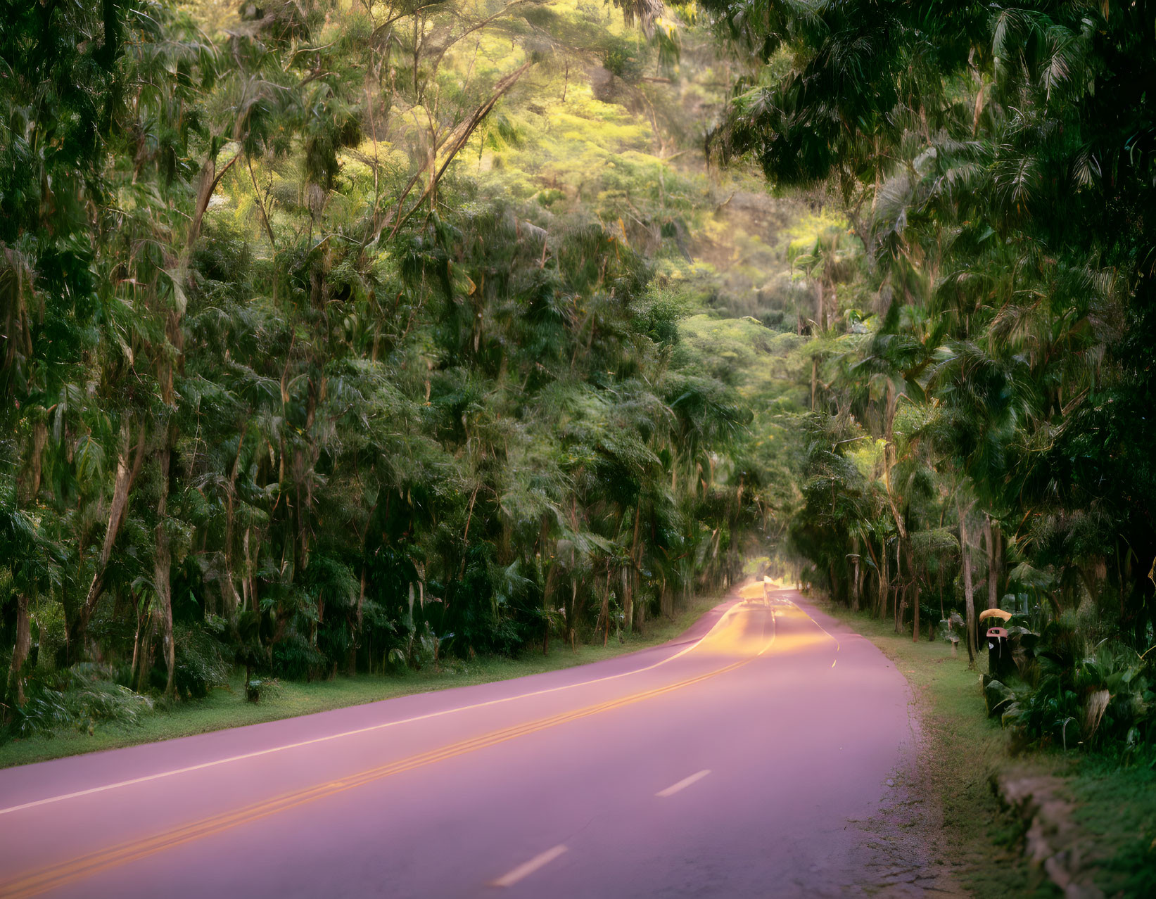 Tranquil forest road in soft golden light