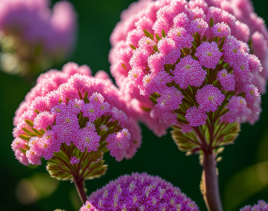 Vibrant pink flowers with tiny clustered florets on green stems in soft morning light