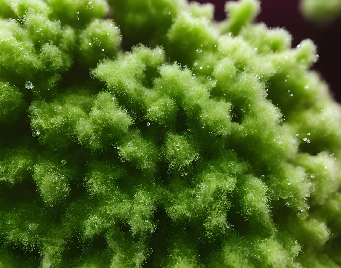 Detailed image: Vibrant green moss with water droplets on fuzzy structure