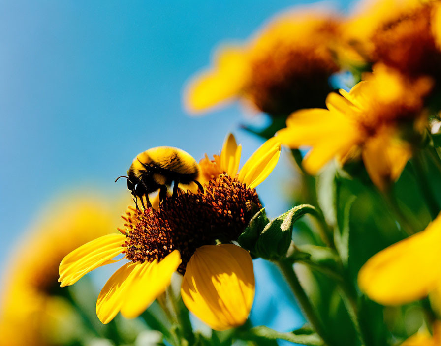 Sunflower with bumblebee under blue sky