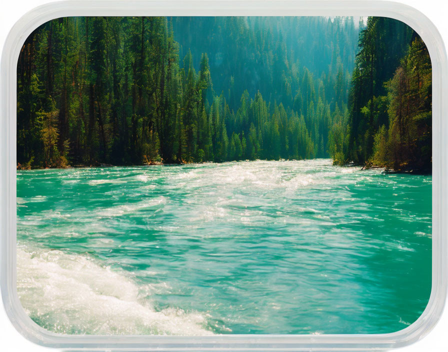 Scenic river with white rapids in coniferous forest