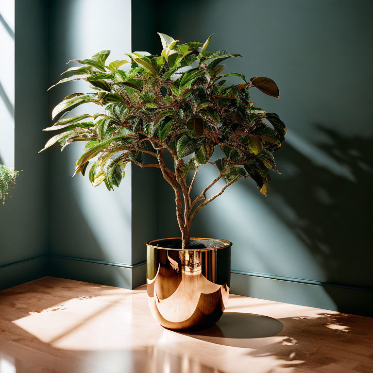 Broad-leafed potted plant in shiny gold-and-black planter with shadows in sunlight