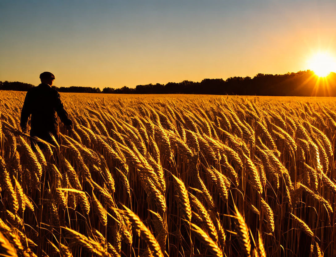 Person walking in golden wheat field at sunset