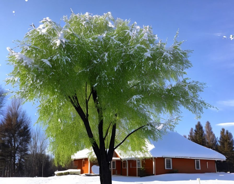 Snow-covered tree and orange house in winter landscape