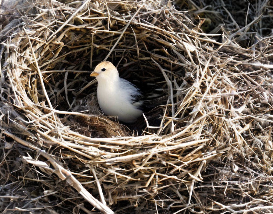 Circular nest with bird blending in cream and white plumage