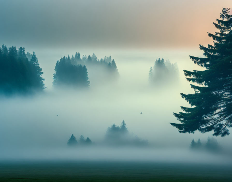 Foggy dawn forest scene with tree silhouettes and sunrise glow