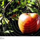 Vibrant red and green apples against neutral backdrop with fresh leaves