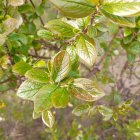 Transparent pitcher adorned with painted leaves and fruits on tree branch.