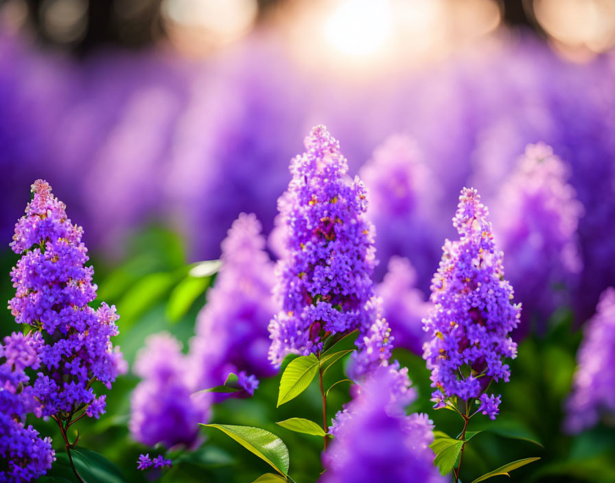 Lush Purple Flower Field in Warm Sunlight