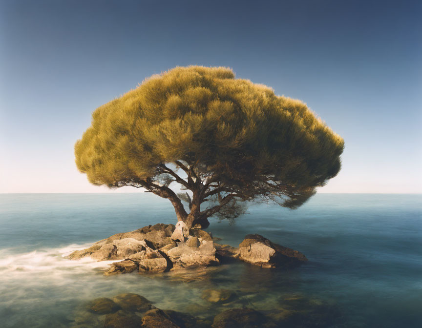 Serene landscape: solitary tree on rocky outcrop by blue waters