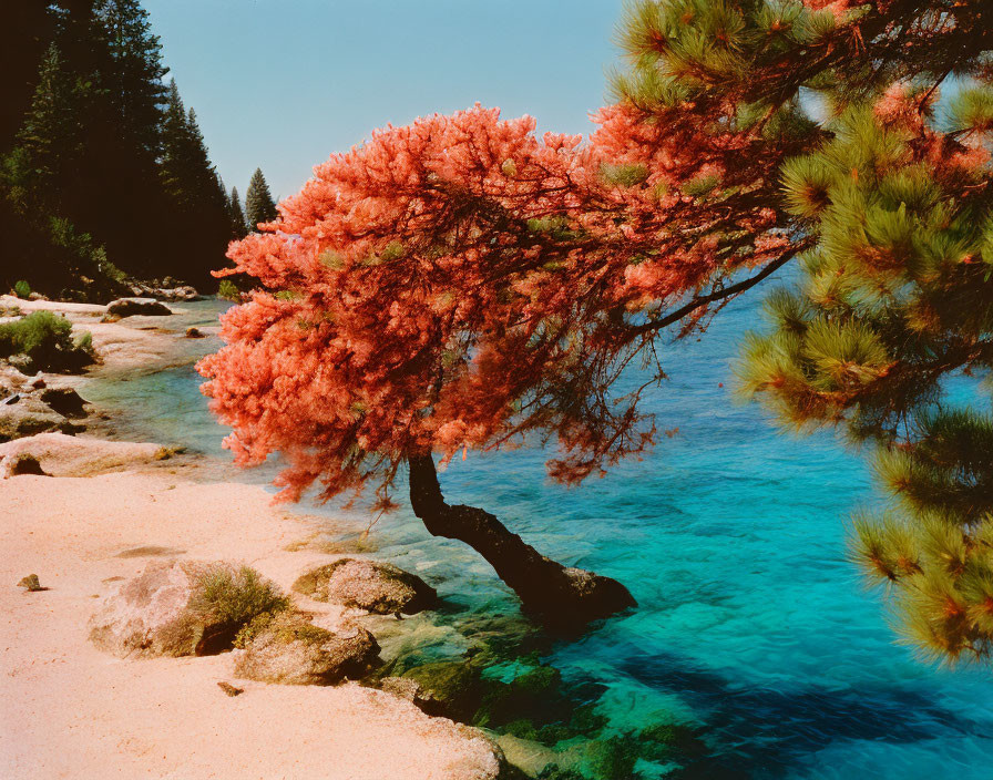 Vibrant red-leafed tree by turquoise water and sandy shore under clear blue sky