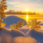 Snow-covered Landscape at Sunrise with Golden Horizon Glow