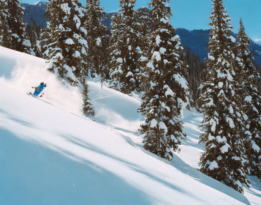 Snowy slope skiing with tall pine trees on clear day