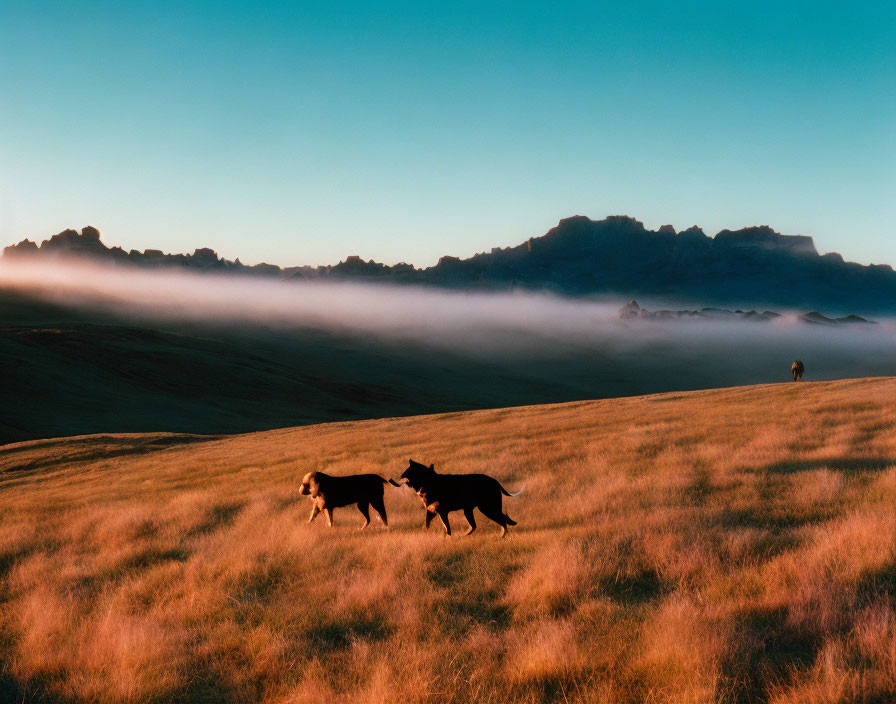 Two dogs in misty grassy fields at dusk or dawn