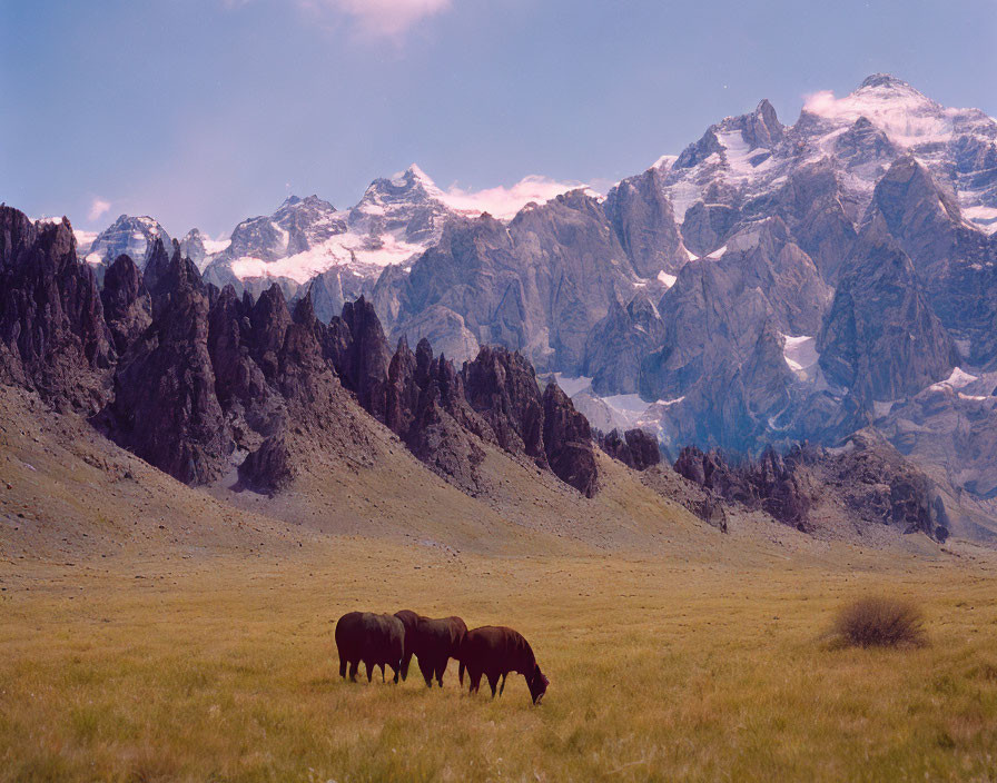 Tranquil landscape: horses grazing in field, snow-capped mountains, pink sky