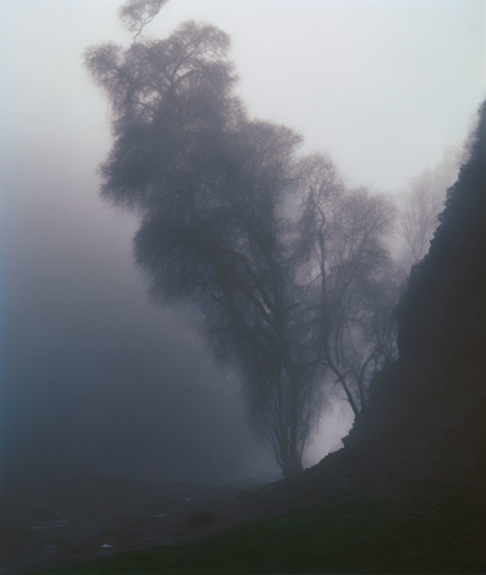 Silhouette of tree in mist with light against hill and hazy sky