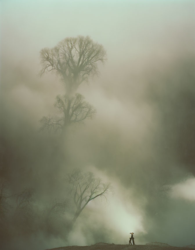 Solitary figure under large tree in misty setting