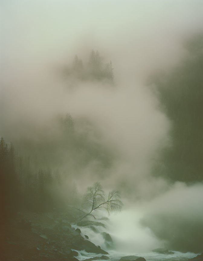 Foggy landscape with trees and river