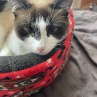 Tabby Kitten with Blue Eyes in Red Knitted Blanket