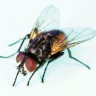 Steampunk Fly Model with Metallic Structure and Translucent Wings