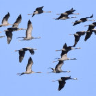 Vibrant bird painting on bare branches against blue backdrop