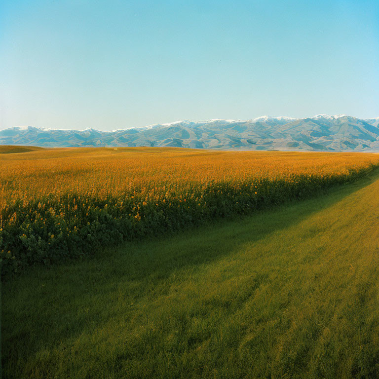 Green meadow to orange flower field with hills and mountains under blue sky