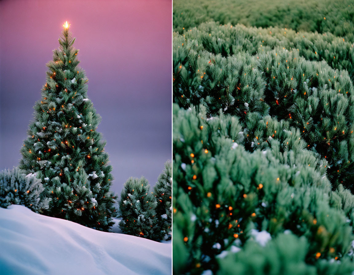 Split image: Lit Christmas tree in snow vs. forest of illuminated trees