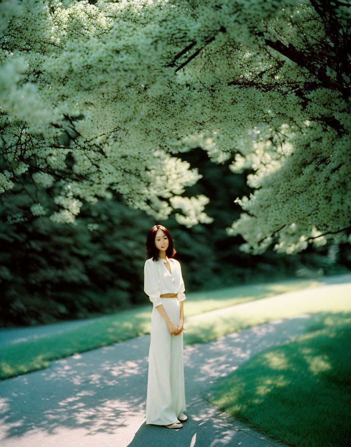 Woman in White Dress Standing Under Blossoming Trees on Pathway