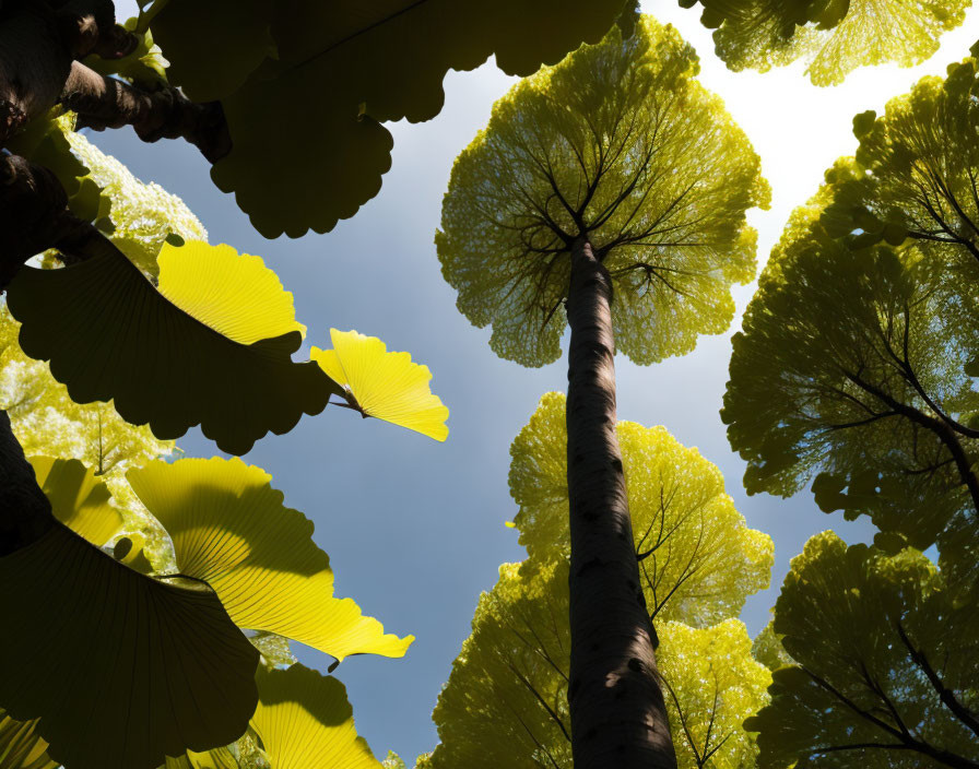 Towering Trees with Vibrant Green Leaves Against Clear Blue Sky