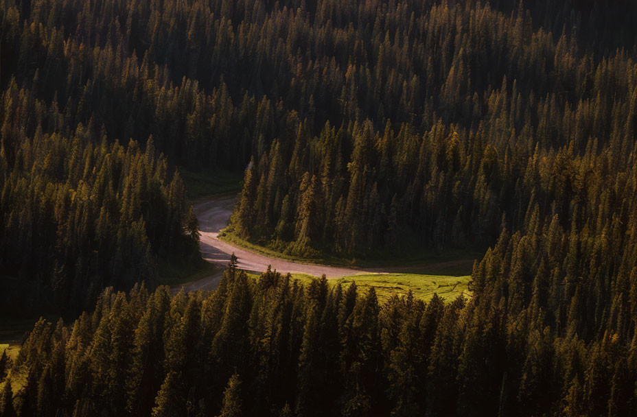 Scenic dirt road through dense pine forest at sunset