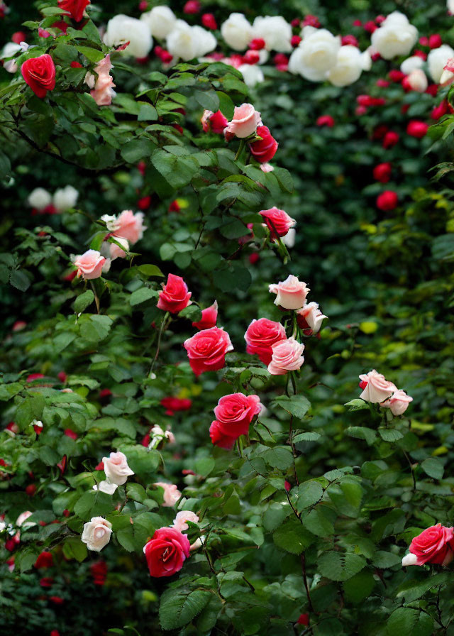 Colorful Rose Garden Blooming with Pink, Red, and White Roses