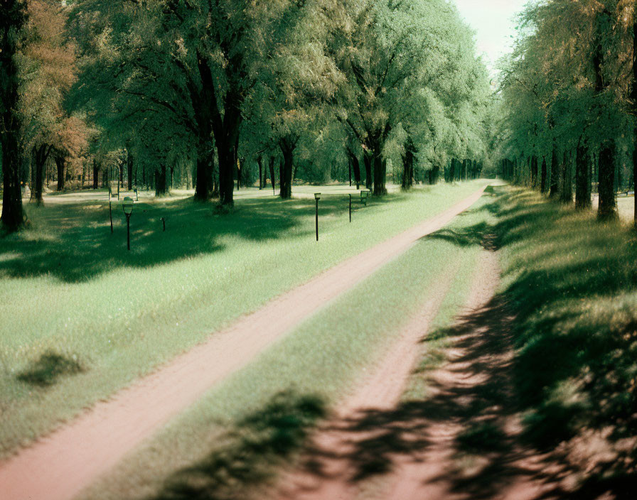 Tranquil park scene with sunlit dirt path and lush green surroundings