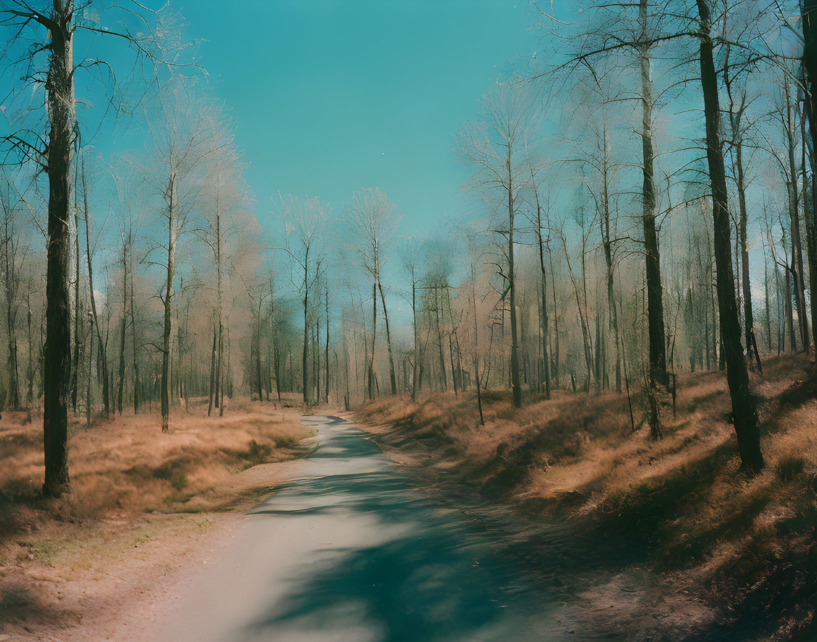 Tranquil forest path with leafless trees under clear blue sky