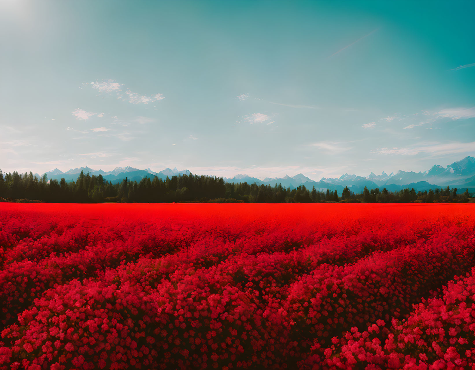 Scenic red flower field under blue sky with mountains