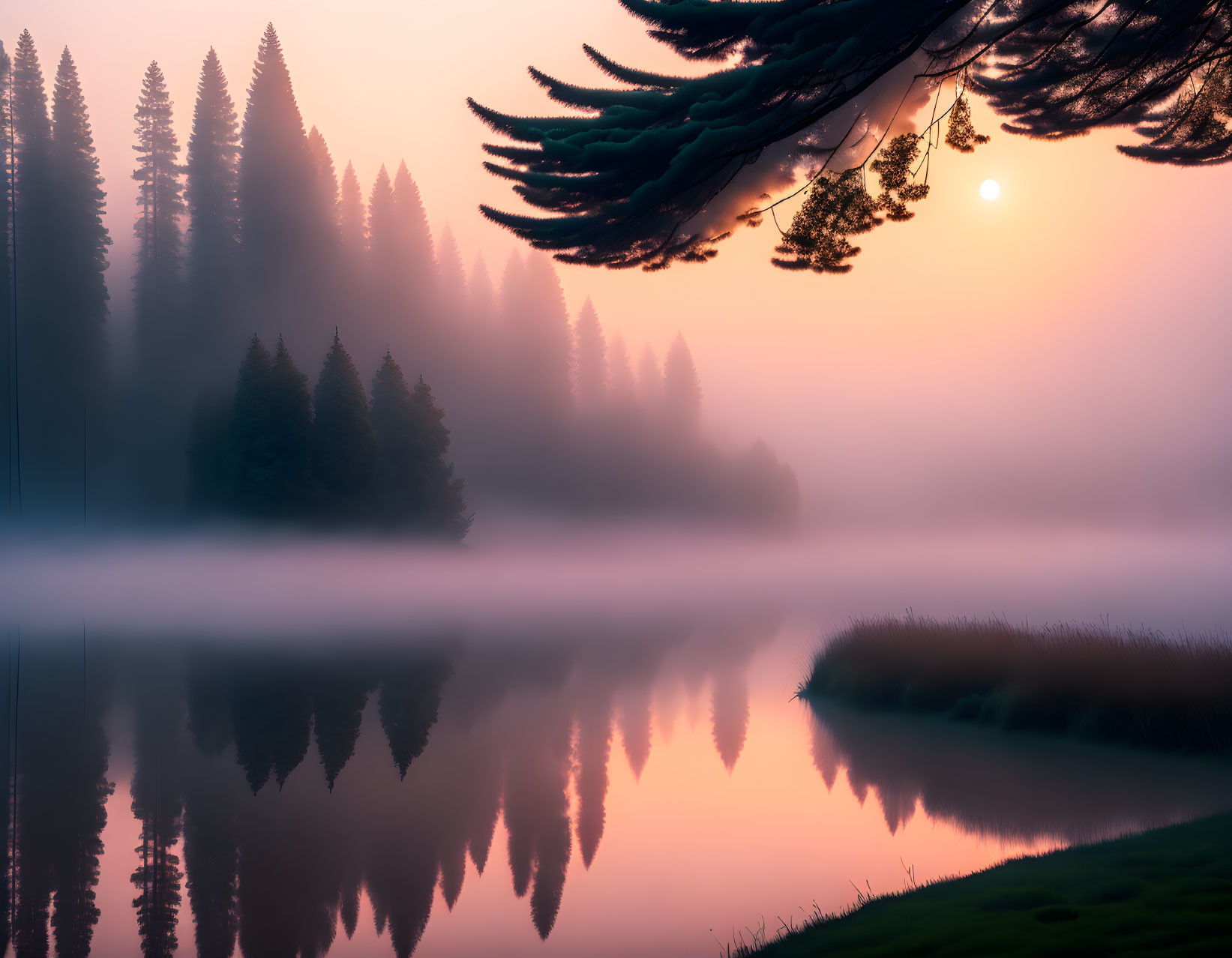 Misty lake sunrise with pine forest reflection and overhanging branch