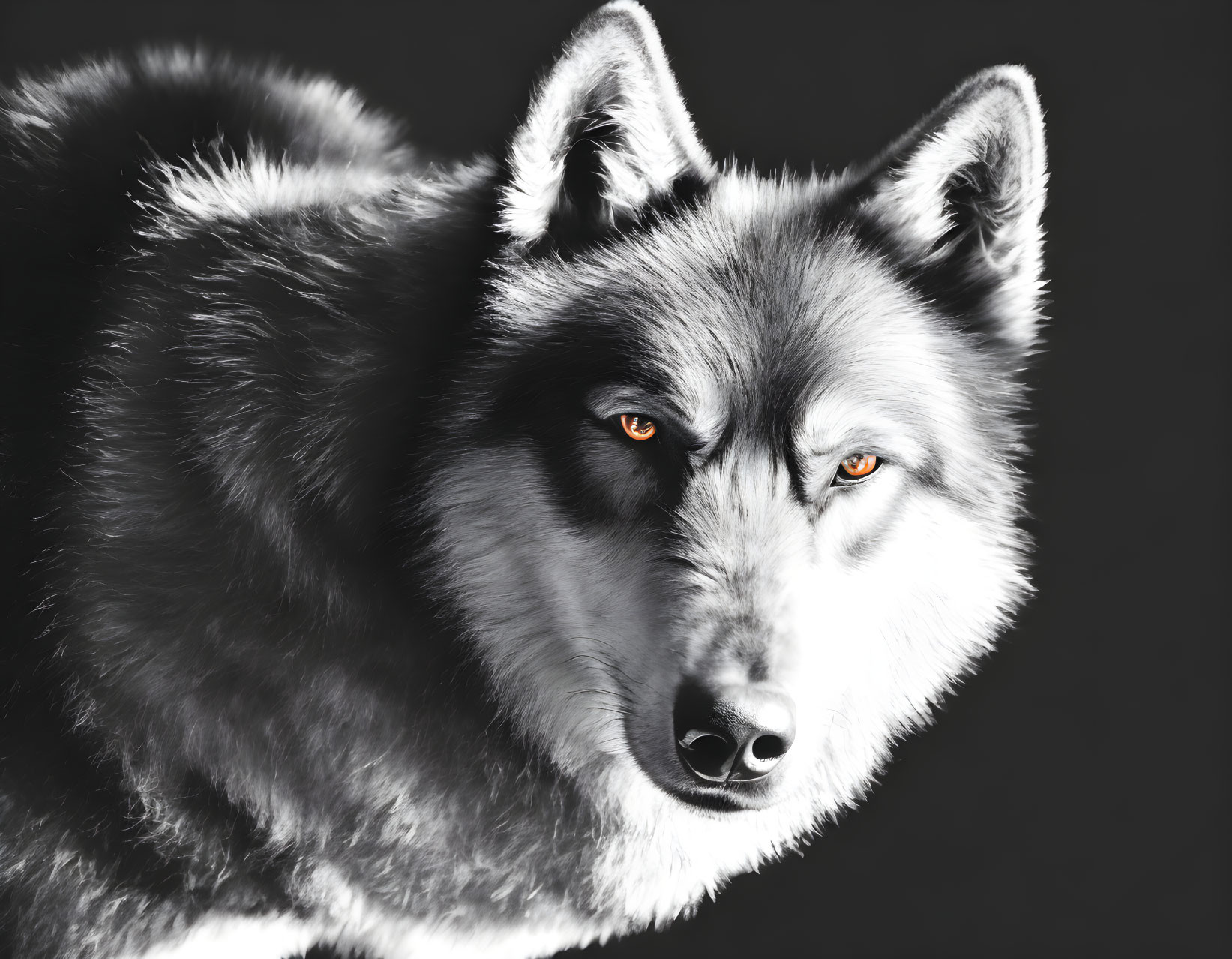 Close-up of wolf with thick fur and orange eyes on dark background