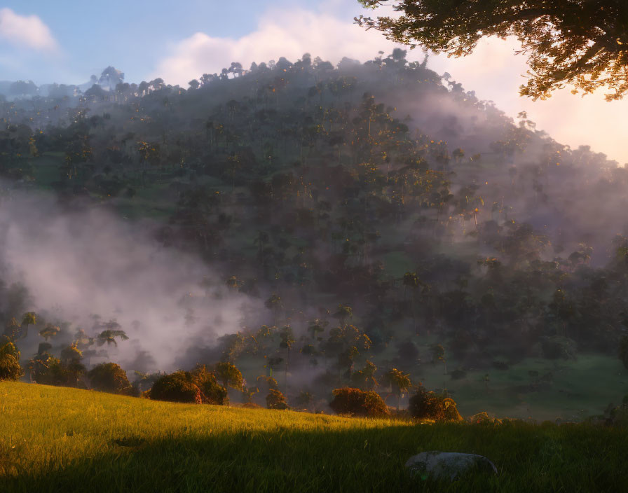 Sunlit misty forest at sunrise on lush hillside