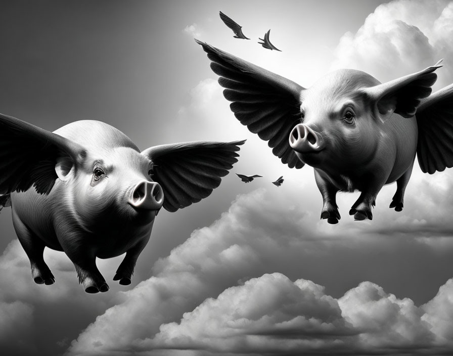 Flying pigs with wings in monochromatic sky among birds