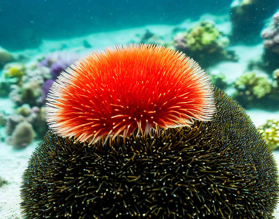 Colorful sea anemone on sea urchin with coral reefs in clear water