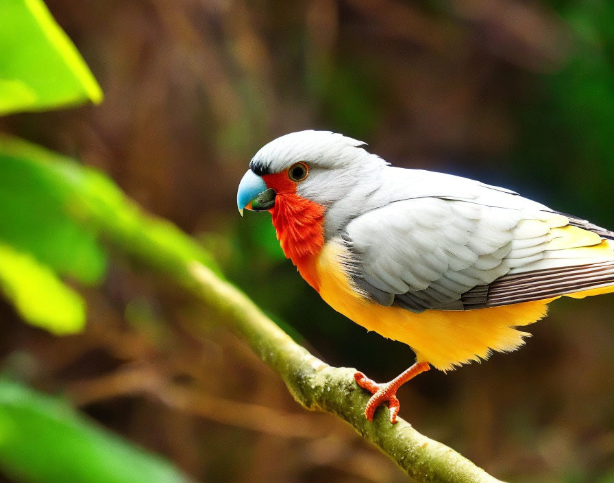 Colorful Bird with Grey Head, Orange Throat, and Yellow Underparts Perching on Branch