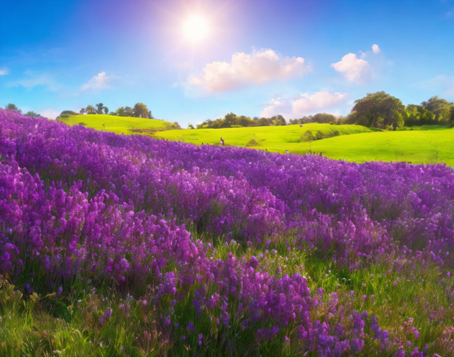 Lush purple flower field under sunny blue sky