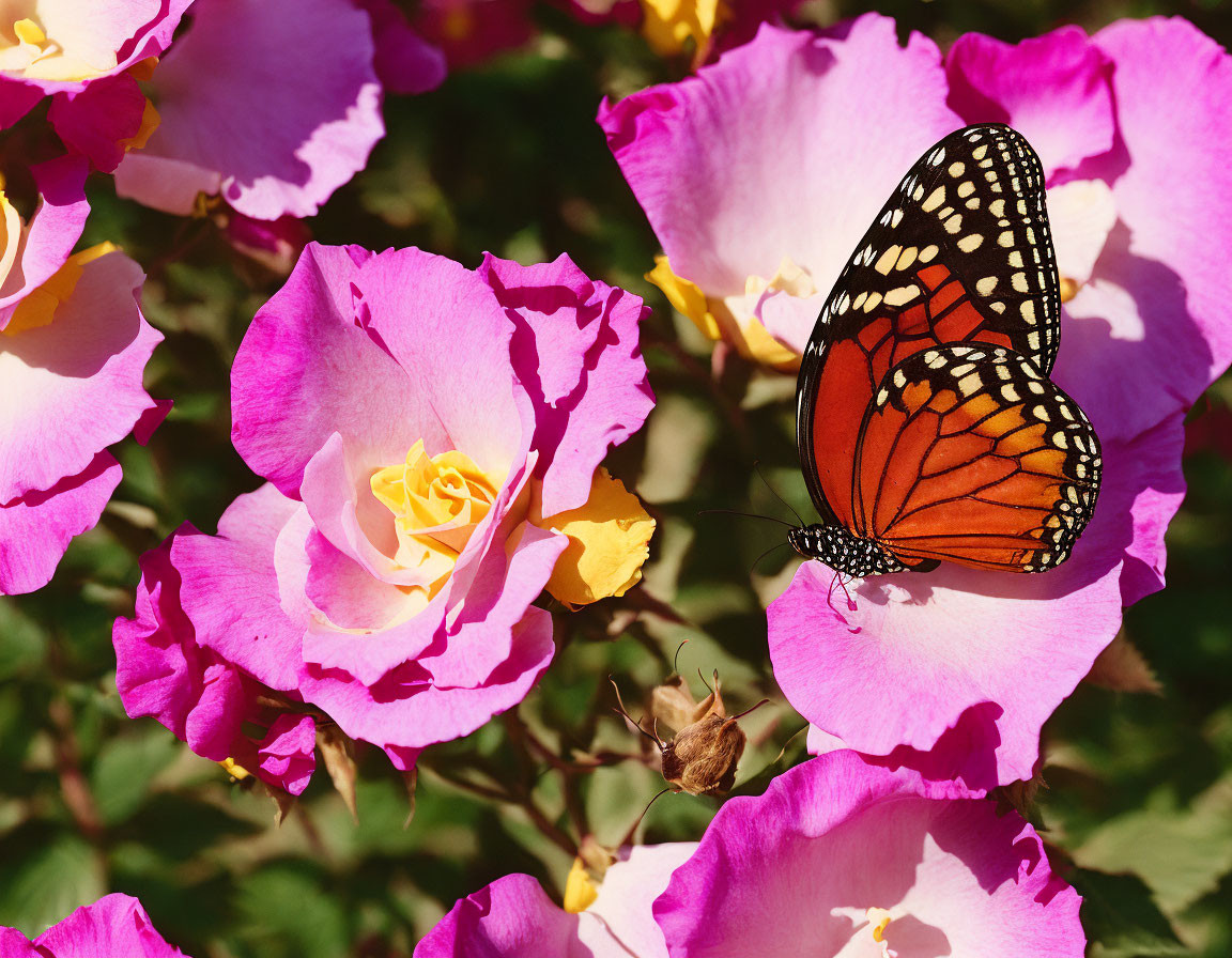 Monarch Butterfly on Pink Roses and Green Foliage